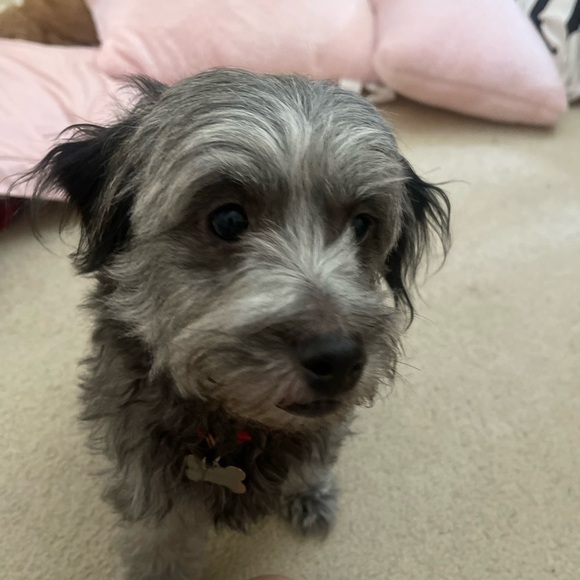 Meet your Posher, Karen - Picture 2 of 6